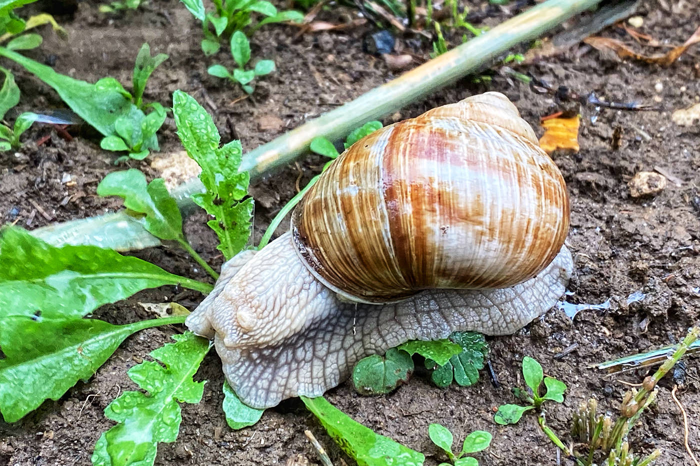Large snail on damp soil. Its shell is light brown or orange.