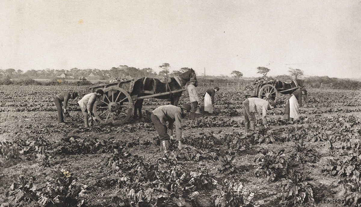 Five men and two women in a field, most bending down to pick crops. There are two horses with carts.